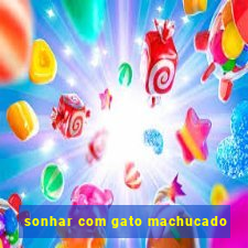 sonhar com gato machucado